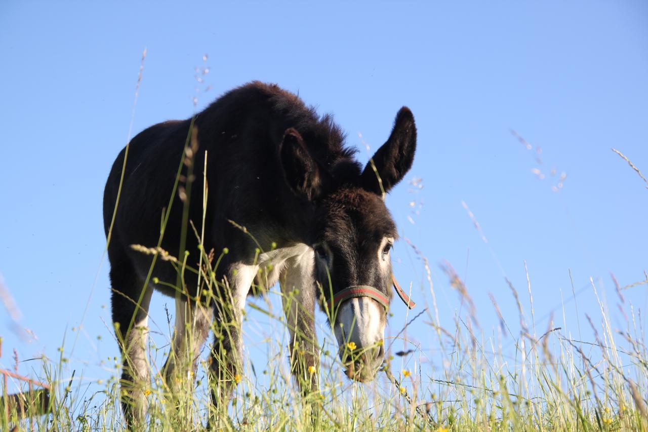 Domki W Dolinie Wiezycy Szymbark  Esterno foto